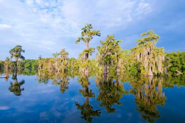 Cypress swamp, Achafalaya River Basin, southern Louisiana, USA  Copyright: x xAllxCanadaxPhotosx 1990-11063691