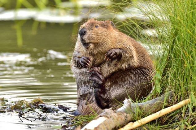 An adult beaver 'Castor canadenis' sitting on his rear end in the shallow water pruning his fur with his hind foot.  Copyright: x xAllxCanadaxPhotosx 1990-12358893