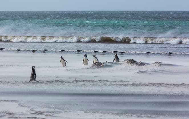 Magellanic Penguins (Spheniscus magellanicus) and Kelp Gulls share a windswept sandy beach on Saunders Island. Falkland Islands, South America Courtenay  Copyright: x xAllxCanadaxPhotosx 1990-15452756