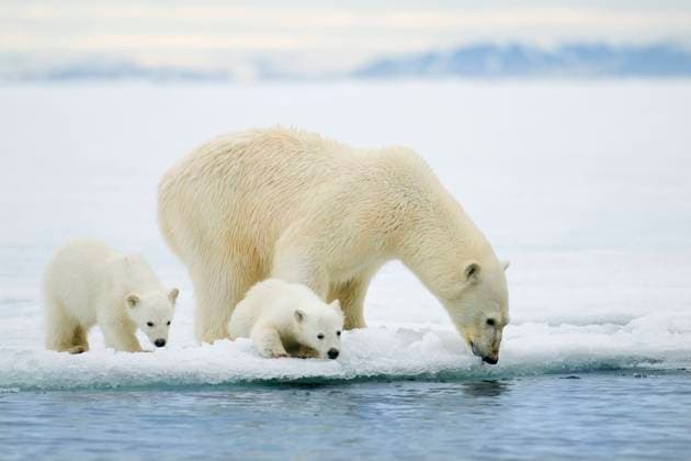 Polar bear mother (Ursus maritimus) and cubs, Svalbard Archipelago, Arctic Norway  Copyright: x AllCanadaPhotosx 1990-11049225