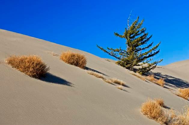 Sand dunes in Farwell Canyon Area  Copyright: x AllCanadaPhotos.comx 1990-25497