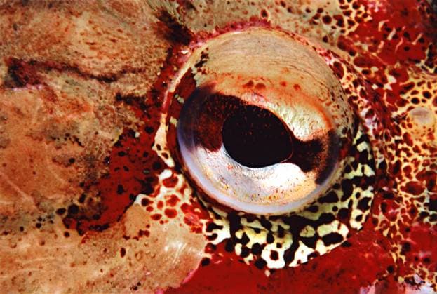 Red Irish sculpin eye, Cliffhanger Wall, Seymour Inlet, vancouver Island  Copyright: x AllCanadaPhotos.comx 1990-26054