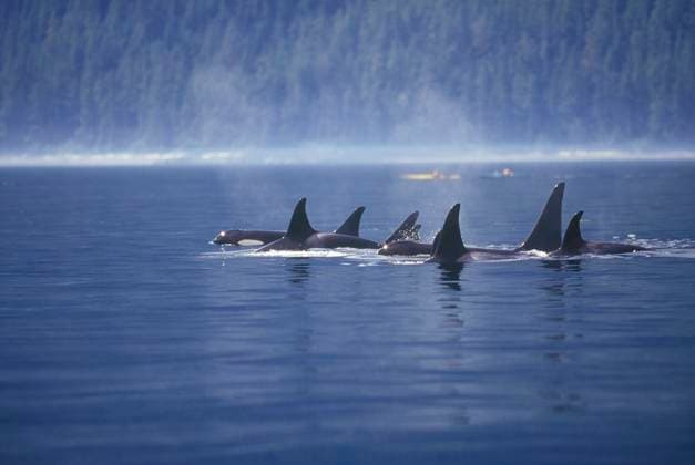 A small pod of Killer Whales surfacing, British Columbia, Canada.  Copyright: x AllCanadaPhotos.comx 1990-29048925