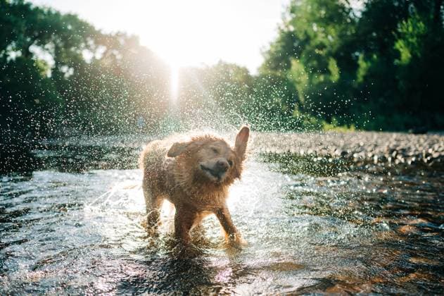 Dog playing in the river in summer Fort Collins, Colorado, United States CR_JIVA240226E-1357936-01