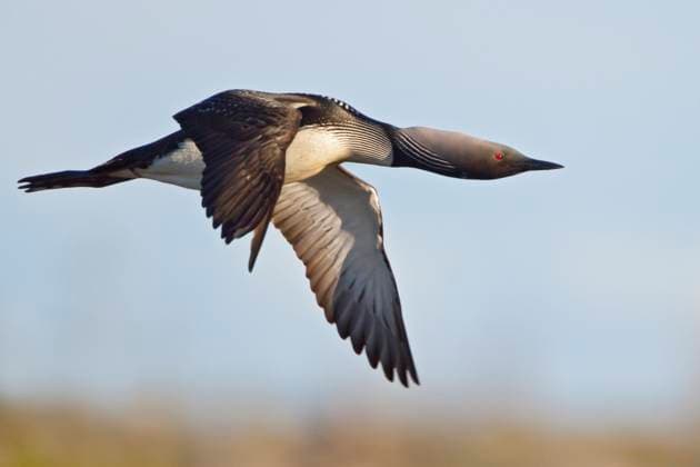 Pacific Loon (Gavia pacifica)  Copyright: x AllxCanadaxPhotosx 1990-38185