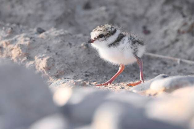 Creative Highlights World Sandregenpfeifer, Sand-Regenpfeifer (Charadrius hiaticula), Jungvogel am Kiesstrand, Deutschland, Mecklenburg-Vorpommern ringed plover (Charadrius hiaticula), chick on the pebble beach, Germany, Mecklenburg-Western Pomerania BLWS704961 *** Ringed Plover, Sand Plover Charadrius hiaticula , Young bird on Pebble beach, Germany, Mecklenburg Western Pomerania Ringed Plover Charadrius hiaticula , CHICK ON The Pebble beach, Germany, Mecklenburg Western Pomerania BLWS704961 Copyright: xblickwinkel H.xDutyx