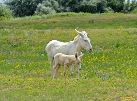 Oesterreich-ungarischer weisser Esel, Barock-Esel, Barockesel, Weisser Barockesel, Weisser Barock-Esel, Oesterreichisch-Ungarischer Albinoesel (Equus asinus asinus), Stute mit Fohlen auf der Weide, Ungarn, Cultural landscapt Fertoe Baroque donkey, Austrian-Hungarian White Baroque Donkey (Equus asinus asinus), Mare with foal on pasture, Hungary, Cultural landscapt Fertoe BLWS704987 *** Austria Hungarian White Donkey, Baroque Donkey, Baroque donkey, White Baroque donkey, White Baroque Donkey, Austrian Hungarian Albino donkey Equus asinus asinus , Mare with Foals at the Pasture, Hungary, Cultural landscapt Ferto Baroque donkey, Austrian Hungarian White Baroque Donkey Equus asinus asinus , Mare With foal ON pasture, Hungary, Copyright: xblickwinkel G.xFischerx