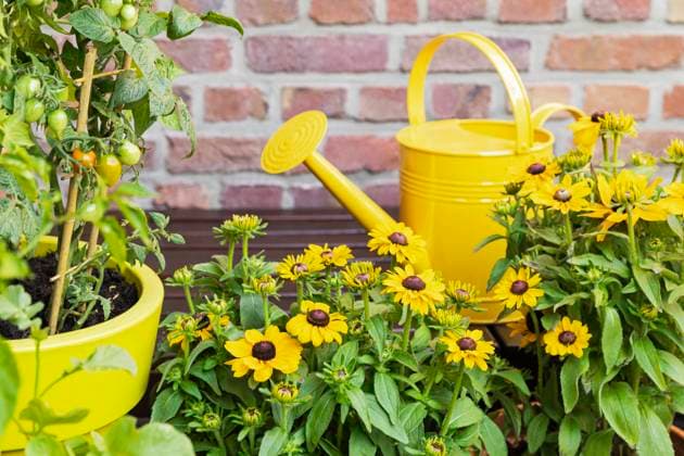 Tomatoes and yellow coneflowers cultivated in balcony garden, GWF07985
