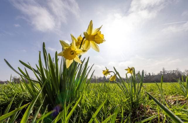 News Themen der Woche KW09 News Bilder des Tages Wärmster Februar seit Beginn der Wetteraufzeichnungen Die Sonne scheint bei blauem Himmel über Osterglocken auf den Feldern am Stadtrand. Wie der DWD heute mitteilte, stellte der Februar 2024 mit 6,6 Grad Celsius Temperaturmittel einen neuen Temperaturrekord auf., Oberursel Hessen Deutschland *** Warmest February since weather records began The sun shines under blue skies over daffodils in the fields on the outskirts of the city The DWD announced today that February 2024 set a new temperature record with an average temperature of 6.6 degrees Celsius , Oberursel Hessen Germany