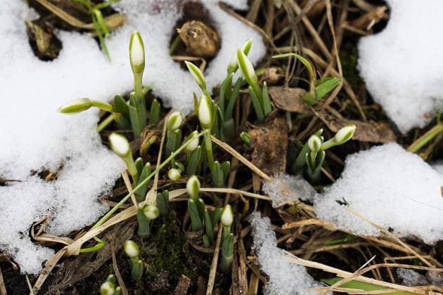 RUSSIA, MOSCOW - FEBRUARY 29, 2024: Snowdrops are seen near the crossing of Krasnodarskaya Street and Tikhoretsky Boulevard in a southeast suburb of Moscow in late winter. Yekaterina Khristova TASS  67769871