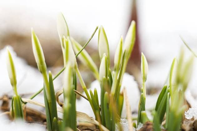RUSSIA, MOSCOW - FEBRUARY 29, 2024: Snowdrops are seen near the crossing of Krasnodarskaya Street and Tikhoretsky Boulevard in a southeast suburb of Moscow in late winter. Yekaterina Khristova TASS  67769880