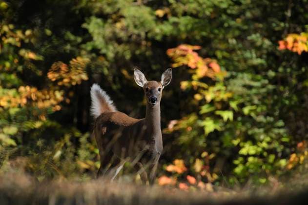 White-tailed deer in a clearing in Northern Ontario, Canada.  Copyright: x xAllxCanadaxPhotosx 1990-11062008