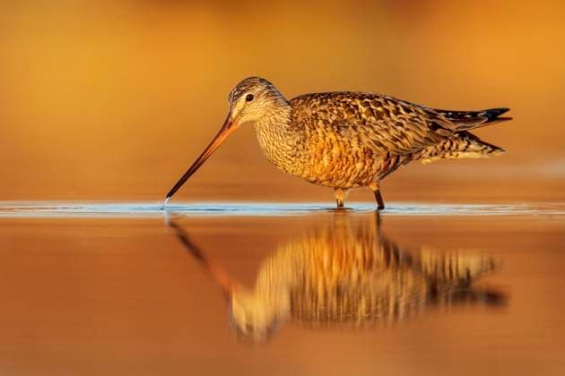 Hudsonian Godwit (Limosa haemastica) in a pond in the tundra near Churchill, Manitoba, Canada.  Copyright: x xAllxCanadaxPhotosx 1990-12335816