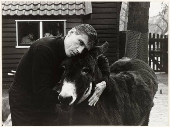 RECORD DATE NOT STATED Gerard Reve with a donkey, Anefo, 1969 photograph Netherlands RC paper gelatin silver print portrait of a writer Copyright: xpiemagsx rknbpie24122023-8915 !ACHTUNG AUFNAHMEDATUM GESCHÄTZT!