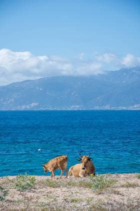 discovery of the island of beauty in southern Corsica, France discovery of the island of beauty in southern Corsica in May, France Copyright: xZoonar.com sebastienxhovaguimianx 17425718