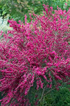 Roter Ginster, Red broom Rote Ginsterblueten Copyright: xZoonar.com SandraxJetkex 5949164