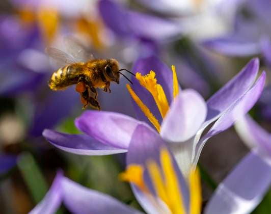 03.03.2024, Bad Wörishofen im Allgäu, Im Kurpark blühen bereits die Frühlingsboten, die Krokusse (Crocus), ein Fest für die Bienen (Apis), die bereits auf Pollen-Suche sind. 03.03.2024, Bad Wörishofen Kurpark Blumen 03.03.2024, Bad Wörishofen Kurpark Blumen *** 03 03 2024, Bad Wörishofen im Allgäu, The heralds of spring are already blooming in the Kurpark, the crocuses Crocus , a feast for the bees Apis , which are already searching for pollen 03 03 2024, Bad Wörishofen Kurpark flowers 03 03 2024, Bad Wörishofen Kurpark flowers