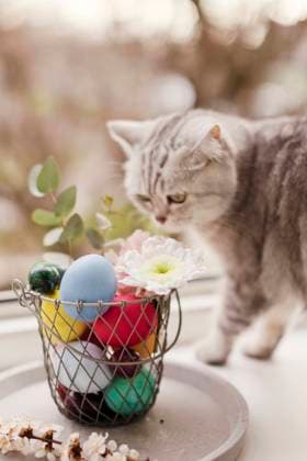 Cat near flowers decorated on Easter eggs in basket property released, ONAF00719