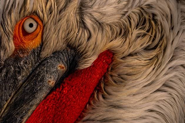 Close-up image capturing the vibrant textures of a dalmatian pelican s orange eye, grey skin, and red wattle against its soft feather pattern Model Released EgoitzIcaza_ID19764_586336_007 Copyright: xEgoitzxIcazax RECORD DATE NOT STATED
