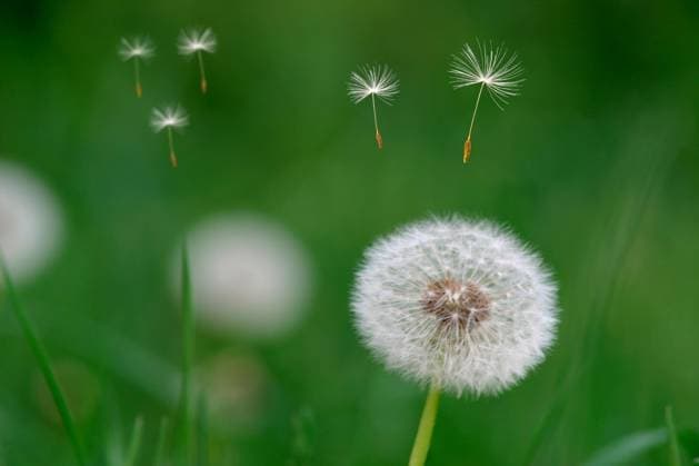  Nahaufnahme einer Pusteblume (Taraxacum officinale), wegfliegende Samen *** Close-up a Pusteblume Taraxacum officinale , flying off Seeds Copyright: imageBROKER/Dirkxv.xMallinckrodt ibxdvm10260106.jpg
