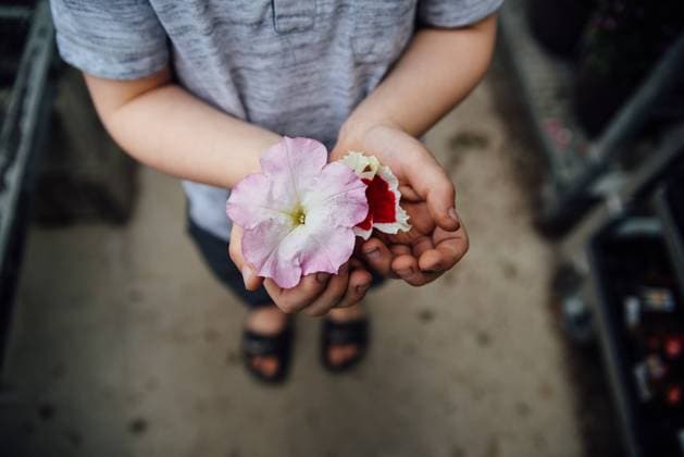Creative Highlights Symbolbilder Detail view of flowers held by small child with dirty hands. Bismarck, North Dakota, United States R_KIFR240228-1358273-01 ,model released, Symbolfoto