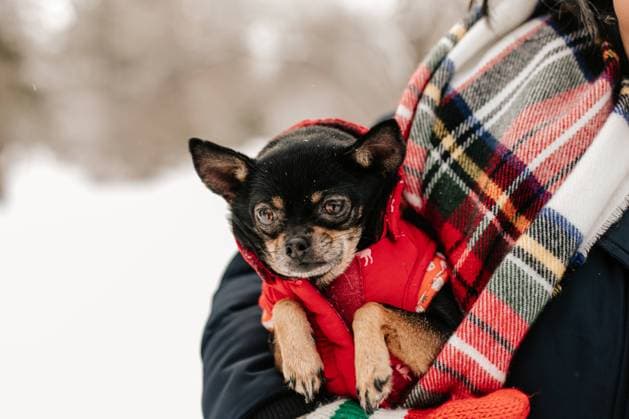 Chihuahua bundled up in red vest for winter walk in the snow Winnipeg, Manitoba, Canada R_MFBW240229-1360464-01