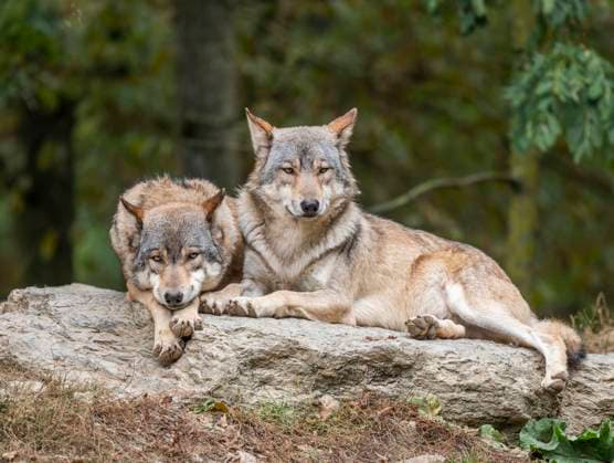  Wölfe (Canis lupus) liegen auf einem Felsen, captive, Deutschland, Europa *** Wolves Canis Lupus are at a Rocks, captive, Germany, Europe Copyright: imageBROKER/FrankxSommariva ibxfso10293210.jpg