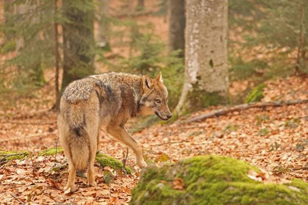  Europäischer Wolf, Canis lupus lupus, Nationalpark Bayerischer Wald, Bayern, Deutschland, Captive, Europa *** European Wolf, Canis Lupus lupus, National Park Bavarian Forest, Bavaria, Germany, Captive, Europe Copyright: imageBROKER/HansxKuczka ibxmhk10281954.jpg