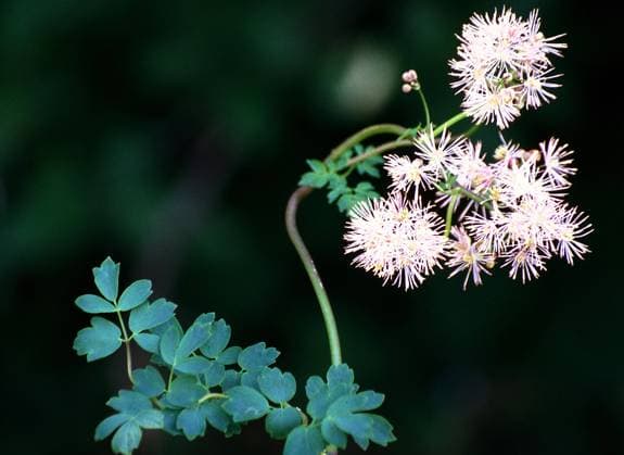 Eine Nahaufnahme von filigranen Blüten mit frischem Grün vor unscharfem dunklen Hintergrund Akelei Wiesenraute Thalictrum aquileglifolium *** a Close-up from filigree Flowers with fresh Green before unscharfem dark Background Columbine Meadow-rue Thalictrum aquileglifolium Copyright: imageBROKER KurtxPraher ibxprk10270902.jpg RECORD DATE NOT STATED