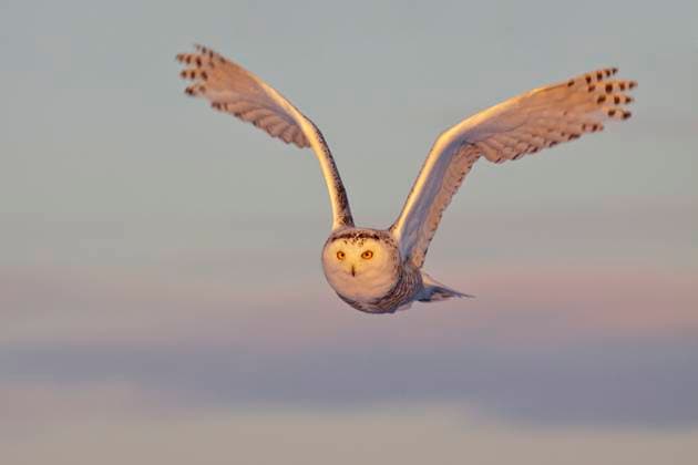 Snowy Owl  Copyright: x AllxCanadaxPhotosx 1990-55202