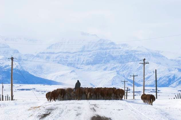 IMAGO Creative, Winter, Auf dem Land Cattle (Bos taurus) Drive. Driving herds along roads is a common way to move them from one field to another. Horses, working dogs, trucks and All Terrain vehicles are used alone or in combination to drive the animals. Country road southwest Alberta Canada  Copyright: x AllCanadaPhotos.comx 1990-6852