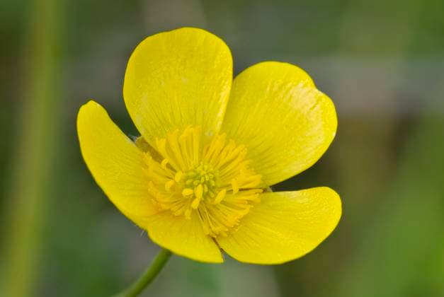 Western Buttercup (Ranunculus occidentalis), Canada  Copyright: x AllCanadaPhotos.comx 1990-7046