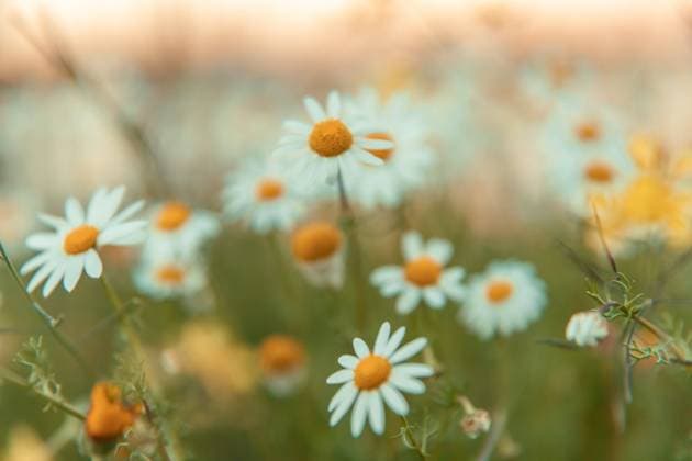 Nature flower meadow background and Wallpaper beautiful chamomile flowers meadow blurred close up shot Alentejo Portugal