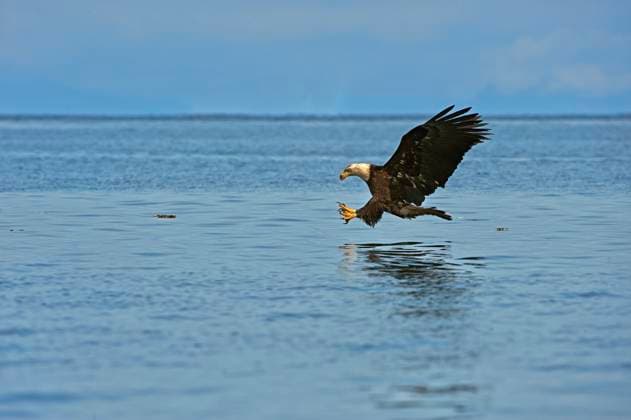 Bald Eagle (Haliaeetus leucocephalus) fishing for herring, British Columbia, Canada  Copyright: x AllxCanadaxPhotosx 1990-73572
