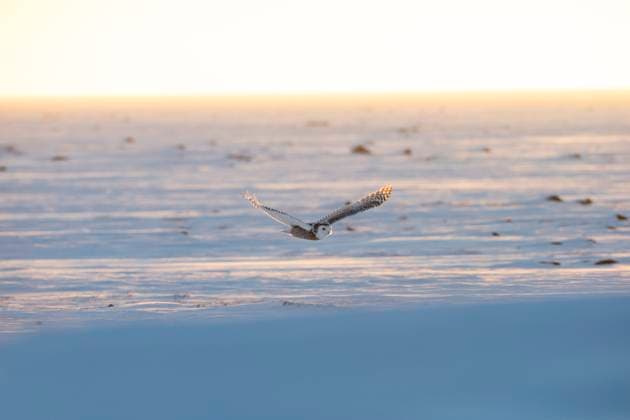 Snowy owl (Bubo scandiacus), in flight, west coast Hudosn Bay, south of Arviat, Nunavut, Canada  Copyright: x xAllxCanadaxPhotosx 1990-75357