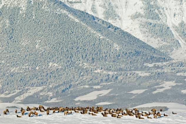 Elk Herd (Cervus elaphus) resting and grazing in snow-covered meadow at the base of Bellview Mountain Waterton Lakes National Park Southwest Alberta Canada. (Wild)  Copyright: x AllCanadaPhotos.comx 1990-7982
