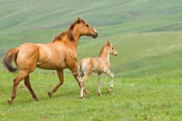 Horses (Equus caballus) female and Foal. Running across pasture. Foals stick close to their mothers in the first few months of life. Ranch southwest Alberta Canada.  Copyright: x AllCanadaPhotos.comx 1990-8000