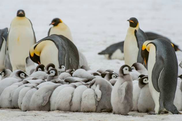 Emperor penguin (Aptenodytes forsteri) chicks huddling to stay warm in the colony on the sea ice at Snow Hill Island in the Weddell Sea in Antarctica.  Copyright: xWolfgangxKaehlerxPhotographyxLLCx(www.phototours.us)xemail:xinfo@phototours.usx 4163-16308436