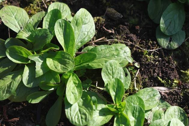 Natur 28.02.2024, Ostramondra, Feldsalat (Valerianella) *** Nature 28 02 2024, Ostramondra, Lambs lettuce Valerianella