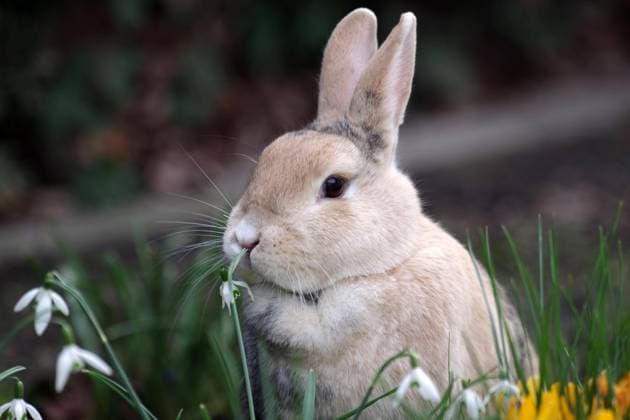Kaninchen (Oryctolagus cuniculus forma domestica), Porträt, Schneeglöckchen, Ostern, Niedliches braunes Hauskaninchen schnuppert an der Blüte eines Schneeglöckchens *** Rabbit Oryctolagus cuniculus forma domestica , Portrait, Snowdrops, Easter, Niedliches brown Domestic rabbits sniffs to the Flower one Schneeglöckchens Copyright: imageBROKER AnjaxUhlemeyer-Wrona ibxuhl10295618.jpg