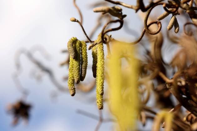 Der Fruehling (Frühling) kuendigt (kündigt) sich im Siegerland an. Ein Korkenzieherhaselnuss in Siegen. Fruehlingsboten (Frühlingsboten) im Siegerland am 06.03.2024 in Siegen Deutschland. *** Spring announces itself in Siegerland A corkscrew hazelnut in Siegen Heralds of spring in Siegerland on 06 03 2024 in Siegen Germany