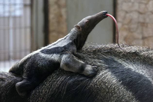 Entertainment Themen der Woche KW10 Entertainment Bilder des Tages Russia Zoo Giant Anteater Baby 8636116 06.03.2024 A one-month-old giant anteater baby lies on her mother at Kaliningrad Zoo, Russia. Vitaly Nevar Sputnik Kaliningrad Russia  Copyright: xVitalyxNevarx