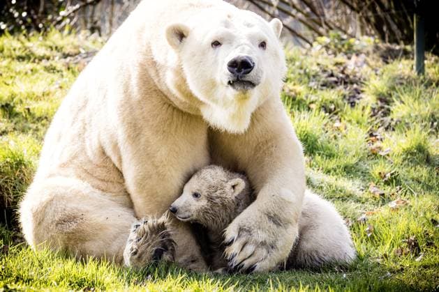Entertainment Themen der Woche KW10 Entertainment Bilder des Tages MIERLO - Mother Frimas comes out for the first time with her newborn polar bear cub. ANP ROB ENGELAAR netherlands out - belgium out  Copyright: xx x493045445x originalFilename: 493045445.jpg