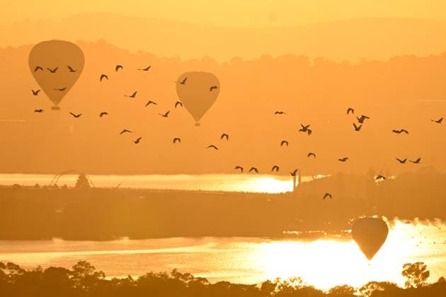 News Themen der Woche KW10 News Bilder des Tages BALLOON FESTIVAL CANBERRA, A flog of cockatoos is seen as hot air balloons take to the air during the Canberra Balloon Spectacular as part of Canberra s Enlighten festival in Canberra, Saturday, March 9, 2024. ( NO ARCHIVING, EDITORIAL USE ONLY, NO USE IN BOOKS WITHOUT CONSENT CANBERRA ACT AUSTRALIA  Copyright: xLUKASxCOCHx 20240309001914793711