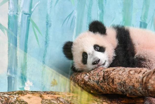 Entertainment Themen der Woche KW10 Entertainment Bilder des Tages (240309) -- BEIJING, March 9, 2024 -- This photo taken on March 8, 2024 shows giant panda cub Katyusha at Moscow Zoo in Moscow, Russia. Katyusha, Russia s first giant panda cub, made her public debut Friday at Moscow Zoo. She was born here in August 2023. ) XINHUA PHOTOS OF THE DAY CaoxYang 