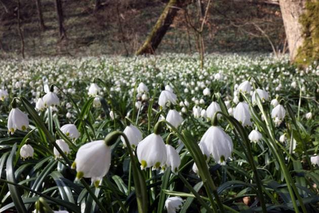 09.03.2024 Sachsen Anhalt Sachsen-Anhalt Märzenbechertal Landgrafroda im Ziegelrodaer Forst Frühlings-Knotenblume ( Leucojum vernum ), auch Märzenbecher , Märzbecher , Märzglöckchen oder Großes Schneeglöckchen *** 09 03 2024 Saxony Anhalt Saxony Anhalt Märzenbechertal Landgrafroda in Ziegelrodaer Forst Spring knot flower Leucojum vernum , also known as Märzenbecher , Märzbecher , Märzglöckchen or Great Snowdrop