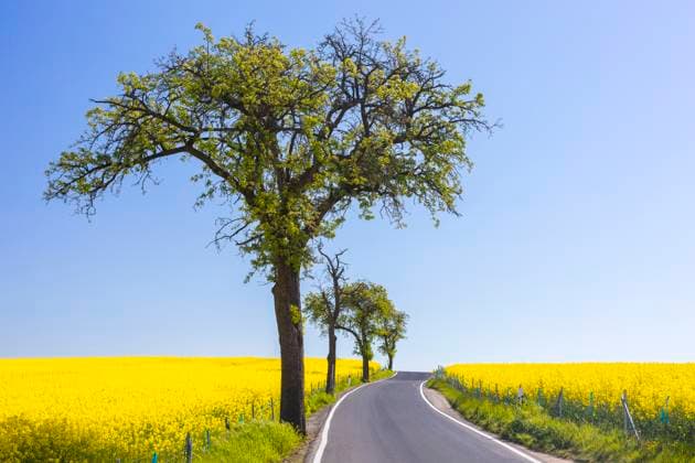 kleine Landstraße mit Obstbäumen zwischen blühenden Rapsfeldern (Brassica napus) bei Marsdorf, Dresden, Sachsen, Deutschland *** small country road with fruit trees between flowering rape fields Brassica napus near Marsdorf, Dresden, Saxony, Germany