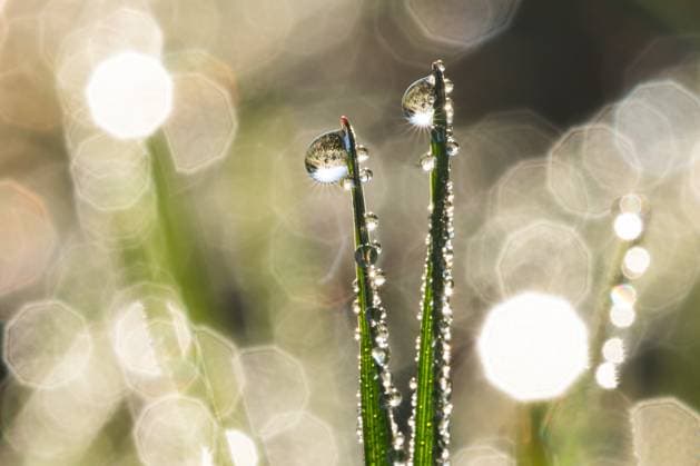Creative Highlights World Morgentau ist bei Sonnenaufgang auf Grashalmen auf einer Wiese zu sehen. Rottweil Baden-Württemberg Deutschland *** Morning dew can be seen on blades of grass in a meadow at sunrise Rottweil Baden Württemberg Germany