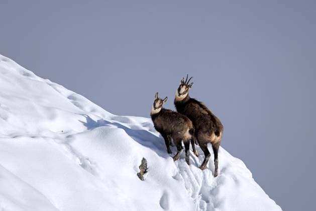 Alpengämse (Rupicapra rupicapra) weiblich mit Zicklein, Jungtier bei der Futtersuche im Schnee im Winter in den europäischen Alpen *** Alpengämse Rupicapra Rupicapra female with Kids, Kitten at the Foraging at Snow at Winter in the European Alps Copyright: imageBROKER alimdix xArterrax xSven-ErikxArndt ibltsm10280967.jpg RECORD DATE NOT STATED