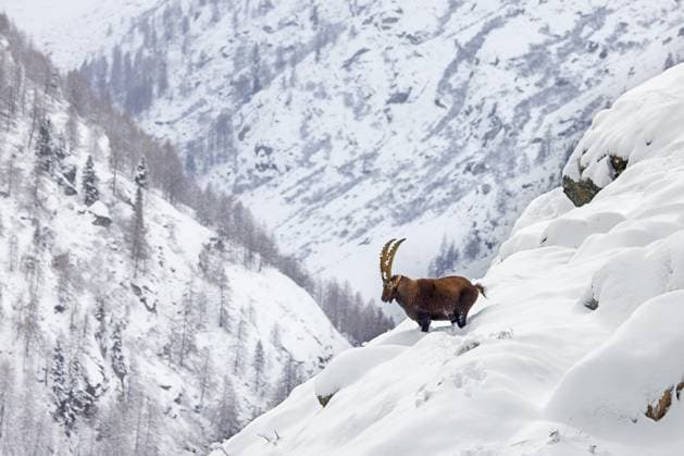 Männlicher Alpensteinbock (Capra ibex) mit großen Hörnern am Berghang im Tiefschnee im Winter, Nationalpark Gran Paradiso, Italienische Alpen, Italien, Europa *** male Alpine ibex Capra IBEX with Big ones Horns on Mountain slope at Deep snow at Winter, National Park Gran Paradiso, Italian Alps, Italy, Europe Copyright: imageBROKER alimdix xArterrax xSven-ErikxArndt ibltsm10281028.jpg